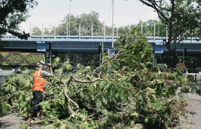 tree-cutting-mumbai
