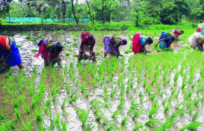 farmers-sadewadi