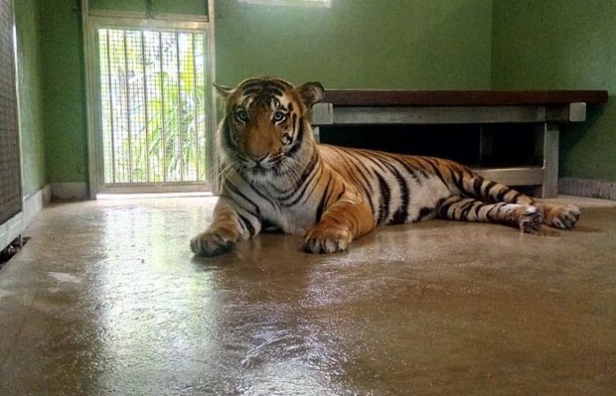 tiger-in-mumbai-zoo