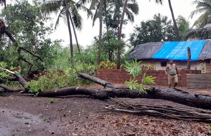tree-fallen-devgad