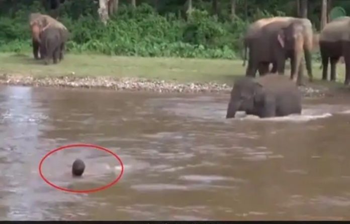 baby-elephant-save-life-kerla-video