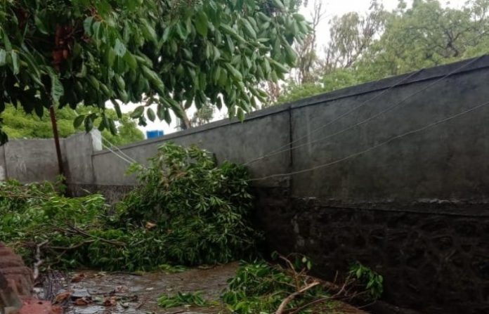 beed-tree-fall