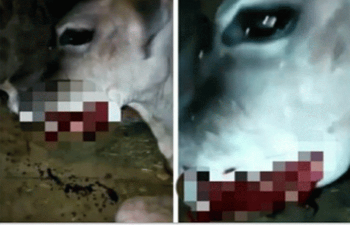 cow-blown-up
