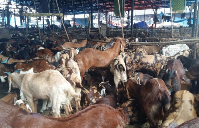 images_1565355798408_deonar_abattoir_deonar_mumbai_live_stock_farming_1g3p40b