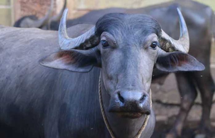 indian-buffalo