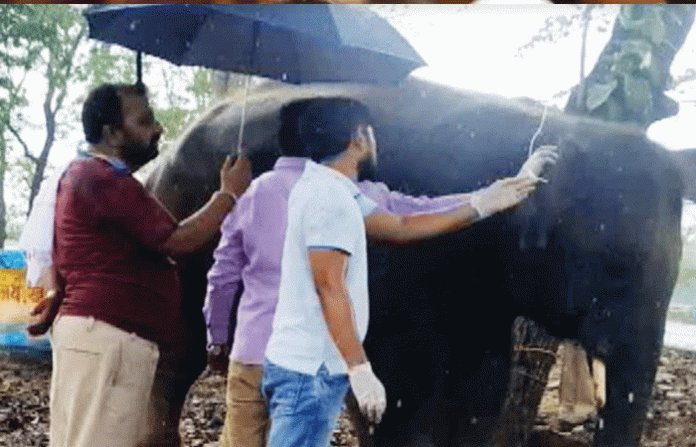 kamlapur-elephant