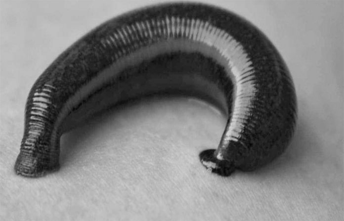 leech