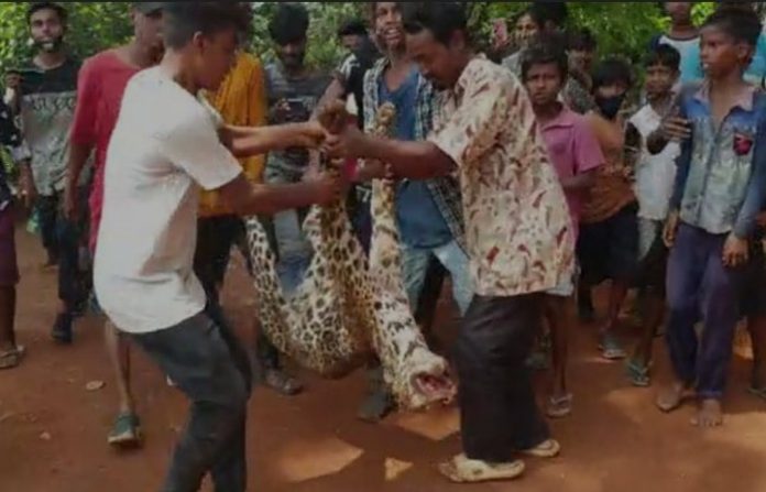 leopard
