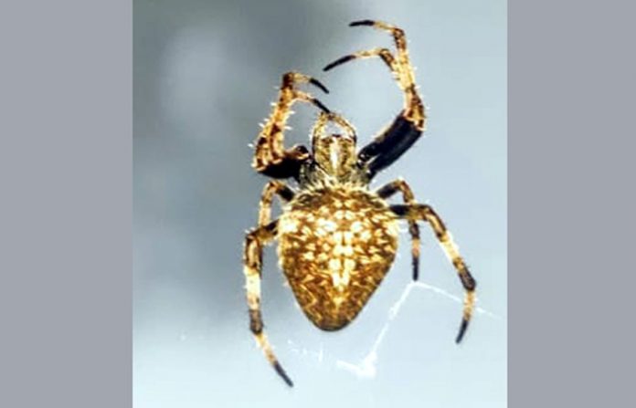 4-july-2020-golden-spider