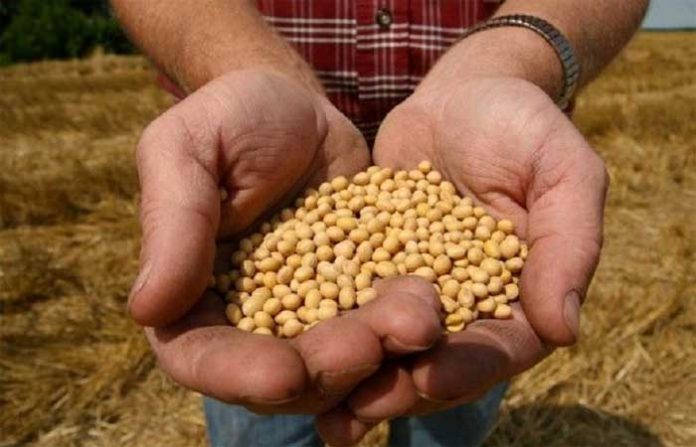 bogus-soybean
