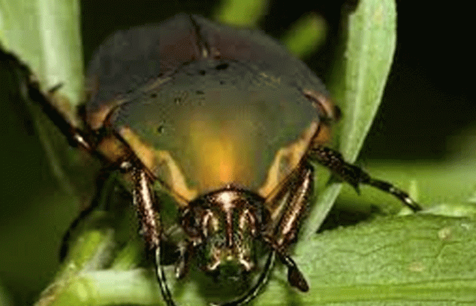 cool-beetle