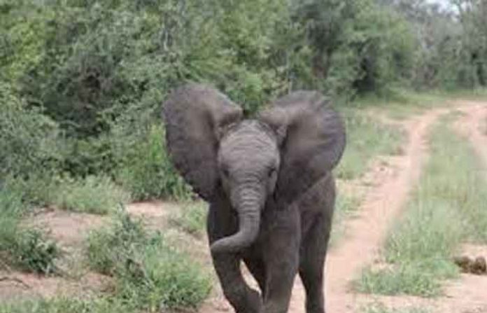 elephant