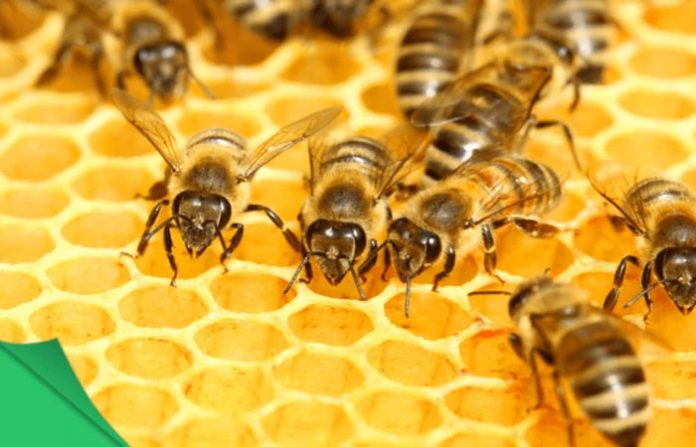 honeycomb