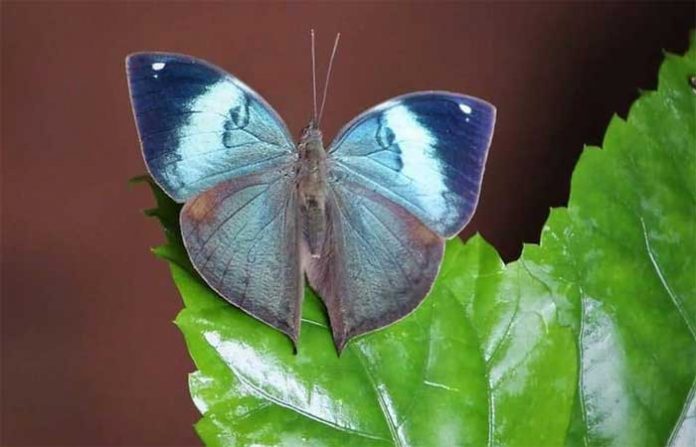 oakleaf-butterfly