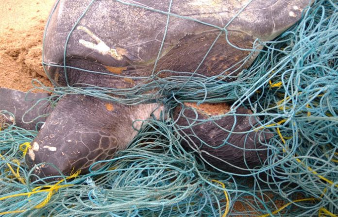 olive-ridley-turtles