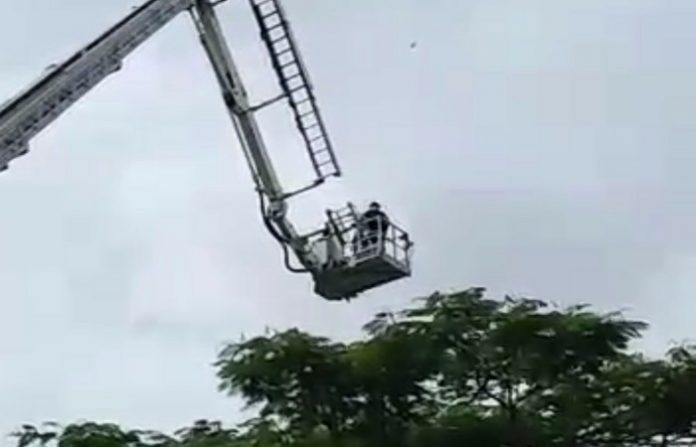 parrot-rescue