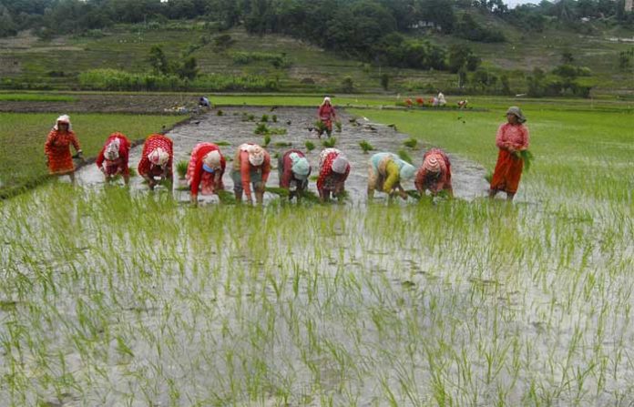 rice-crop