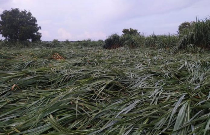 sugarcane-down