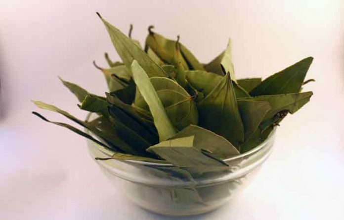 tejpatta