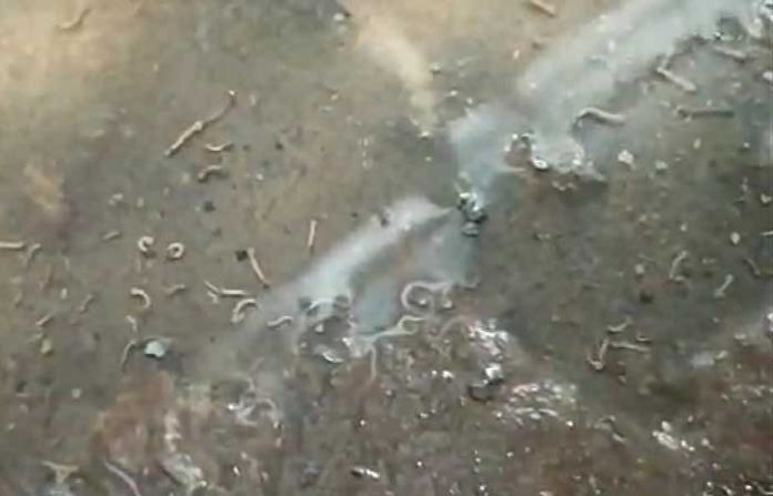 western-railway-larvae