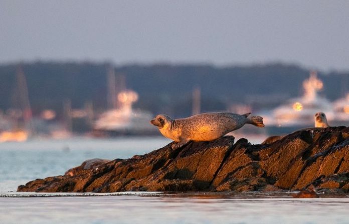 seal-fish-entering-water