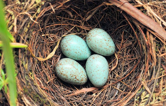bird-nest