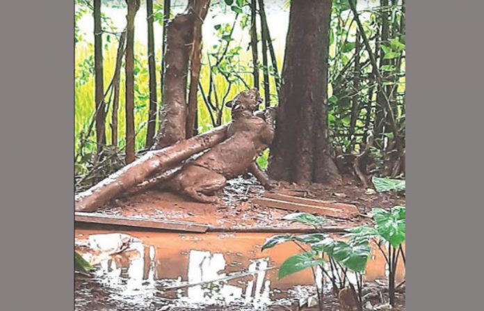 leopard-kokan