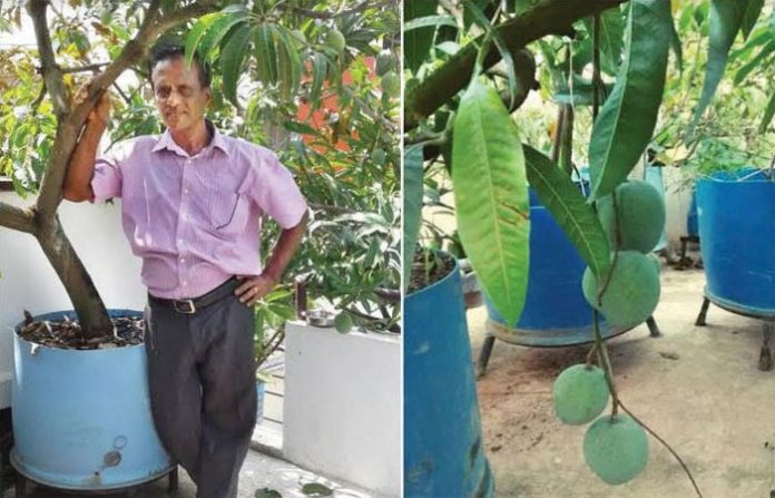 mango-tree-terrace