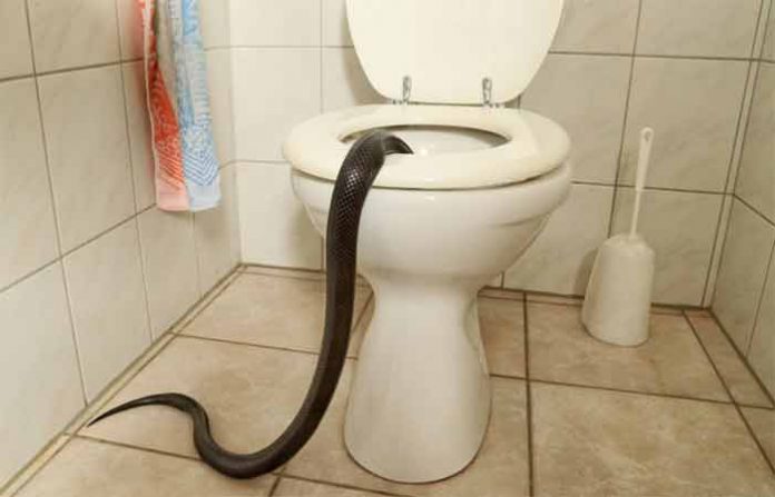 snake-toilet