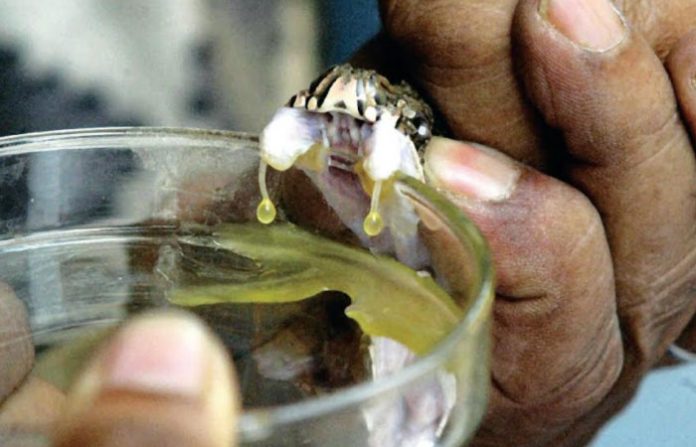 snake-venom