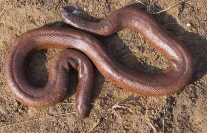 mandul snake