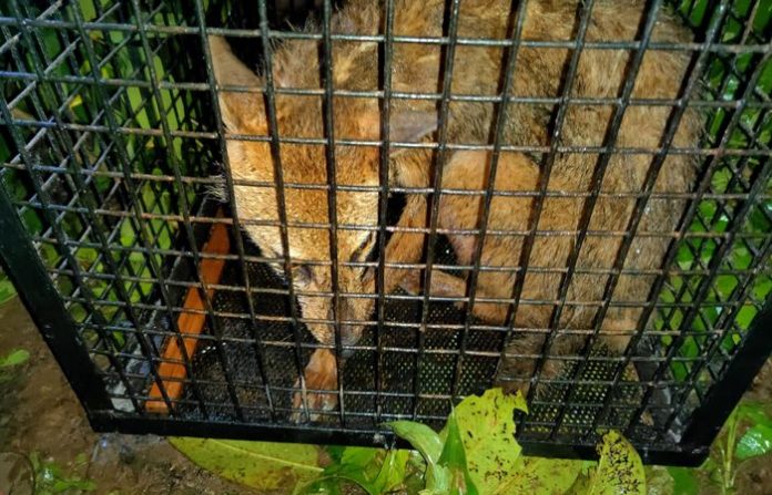 malvan-fox-news