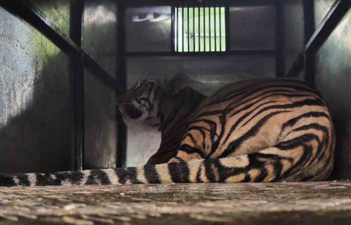 pandharkawda-tigress-2-jpeg