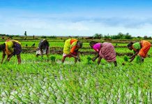 कर्जमाफीबाबत संभ्रम; शासनाने स्पष्टता करावी, शेतकऱ्यांची मागणी