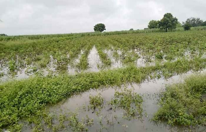 crop-damaged
