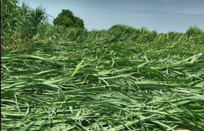 crop-loss-nashik