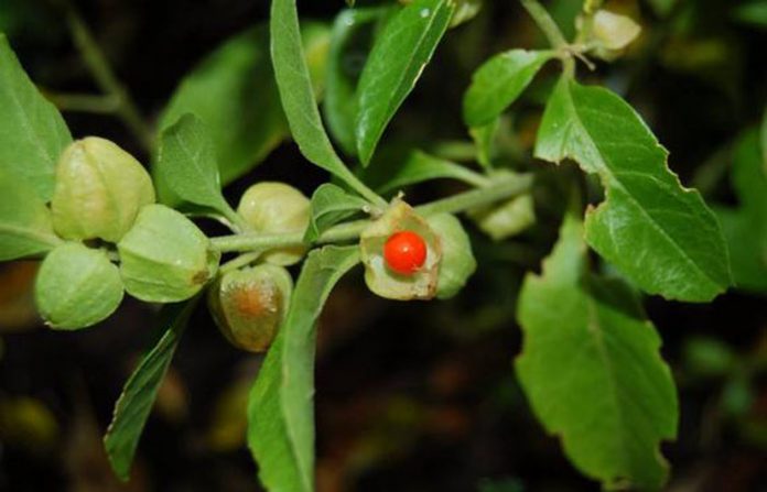 Ashwagandha