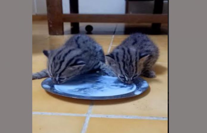 leopard-cat