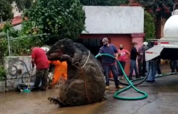 mexico-giant-rat_240920-123020
