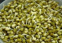 कडधान्ये लवकर शिजवण्यासाठी