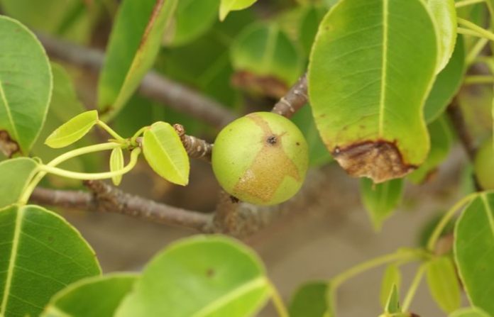 poisonous-tree