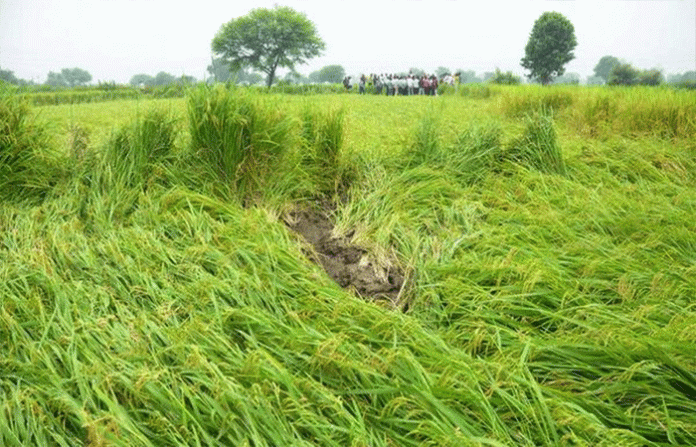 rice-crop-1