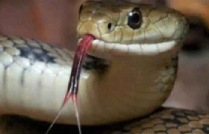 snake-lands-on-woman-head-as-she-opens-door-of-her-house-in-mississippi snake-lands-on-woman-head-as-she-opens-door-of-her-house-in-mississippi