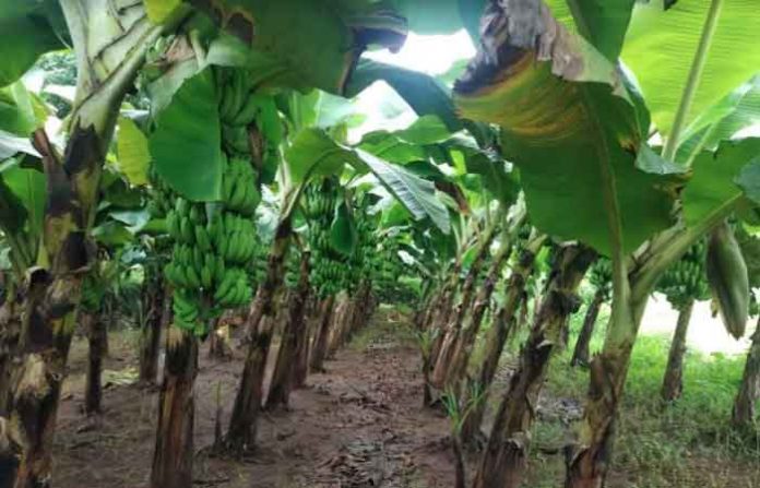 banana-ratnagiri
