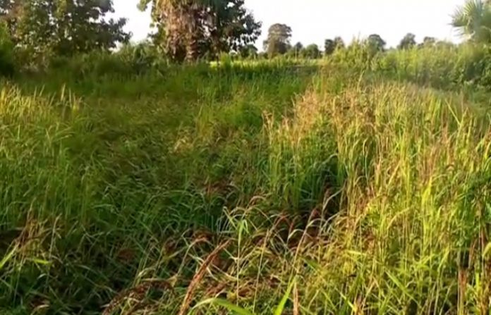 black-rice-farmer