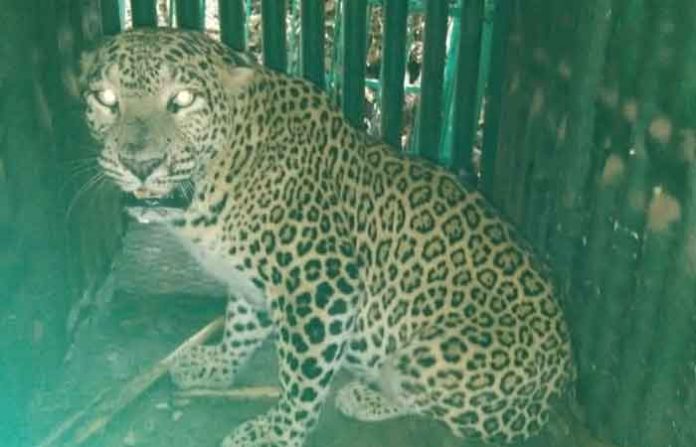 leopard
