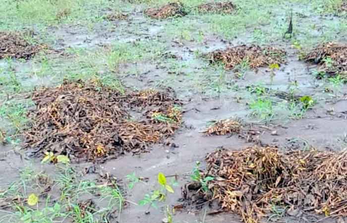 parbhani-soybean-rain