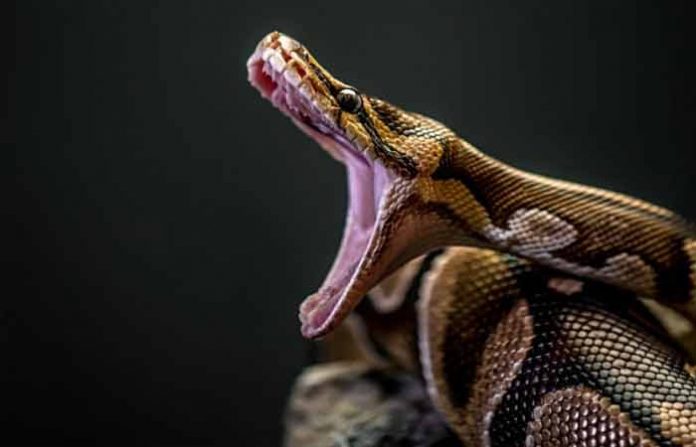 python-1