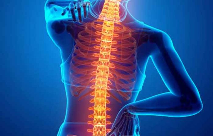 spine