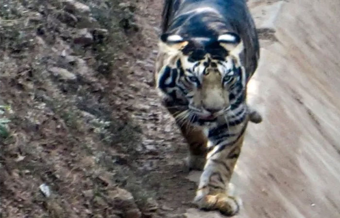 black-tiger-2